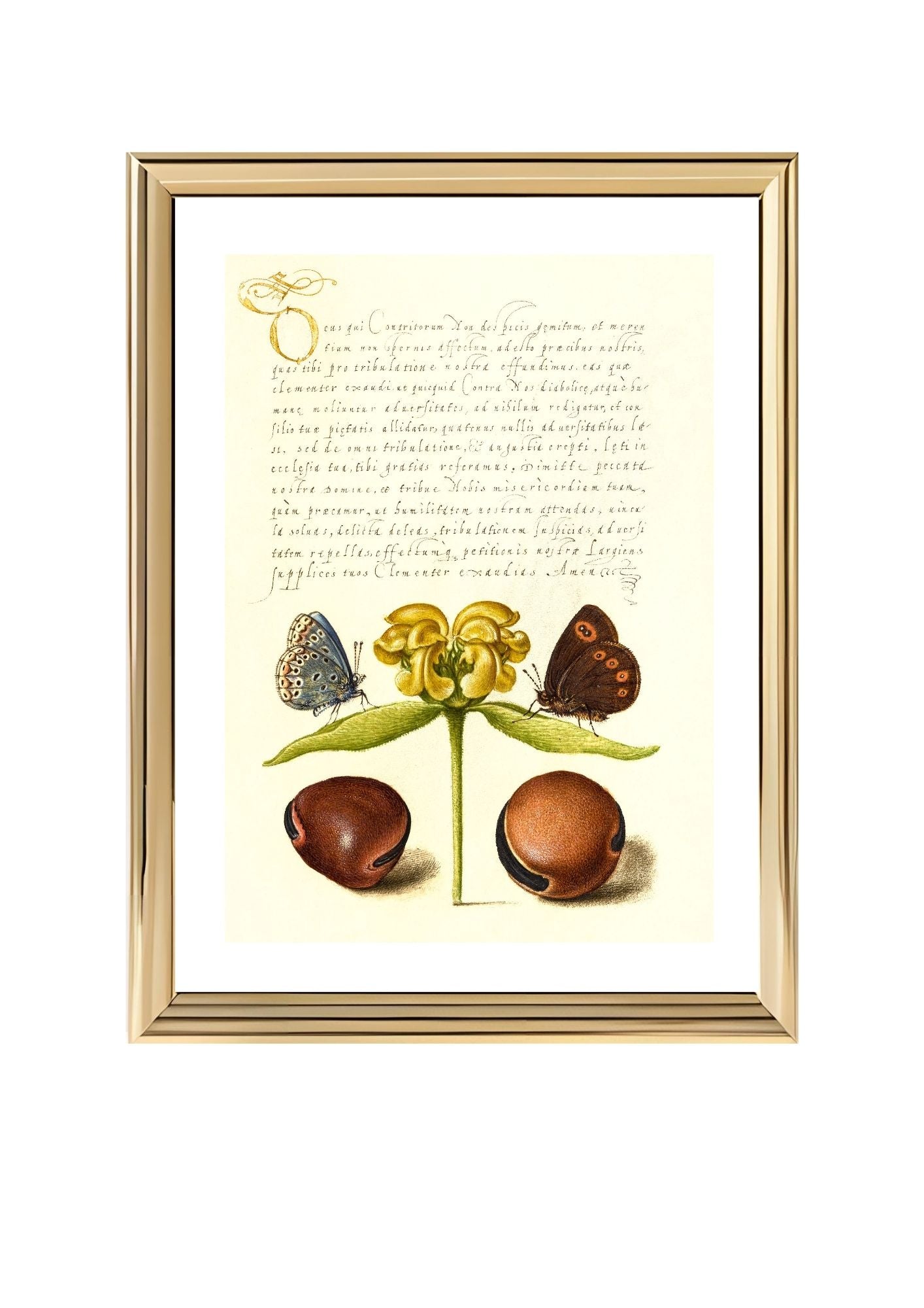 Moths, Jerusalem Sage, and Beans