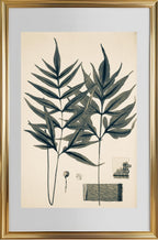 Pteris Denticulata