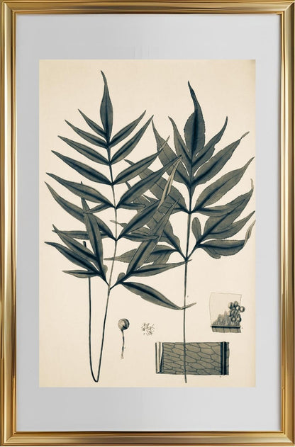 Pteris Denticulata