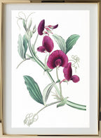 The Tangier Pea