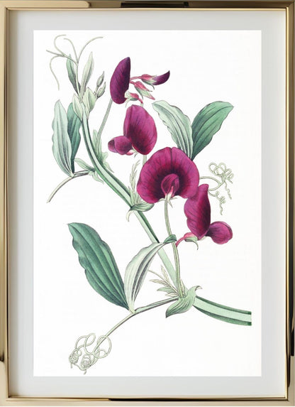 The Tangier Pea