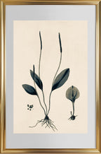 Ophioglossum Ellipticum
