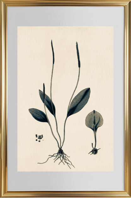 Ophioglossum Ellipticum