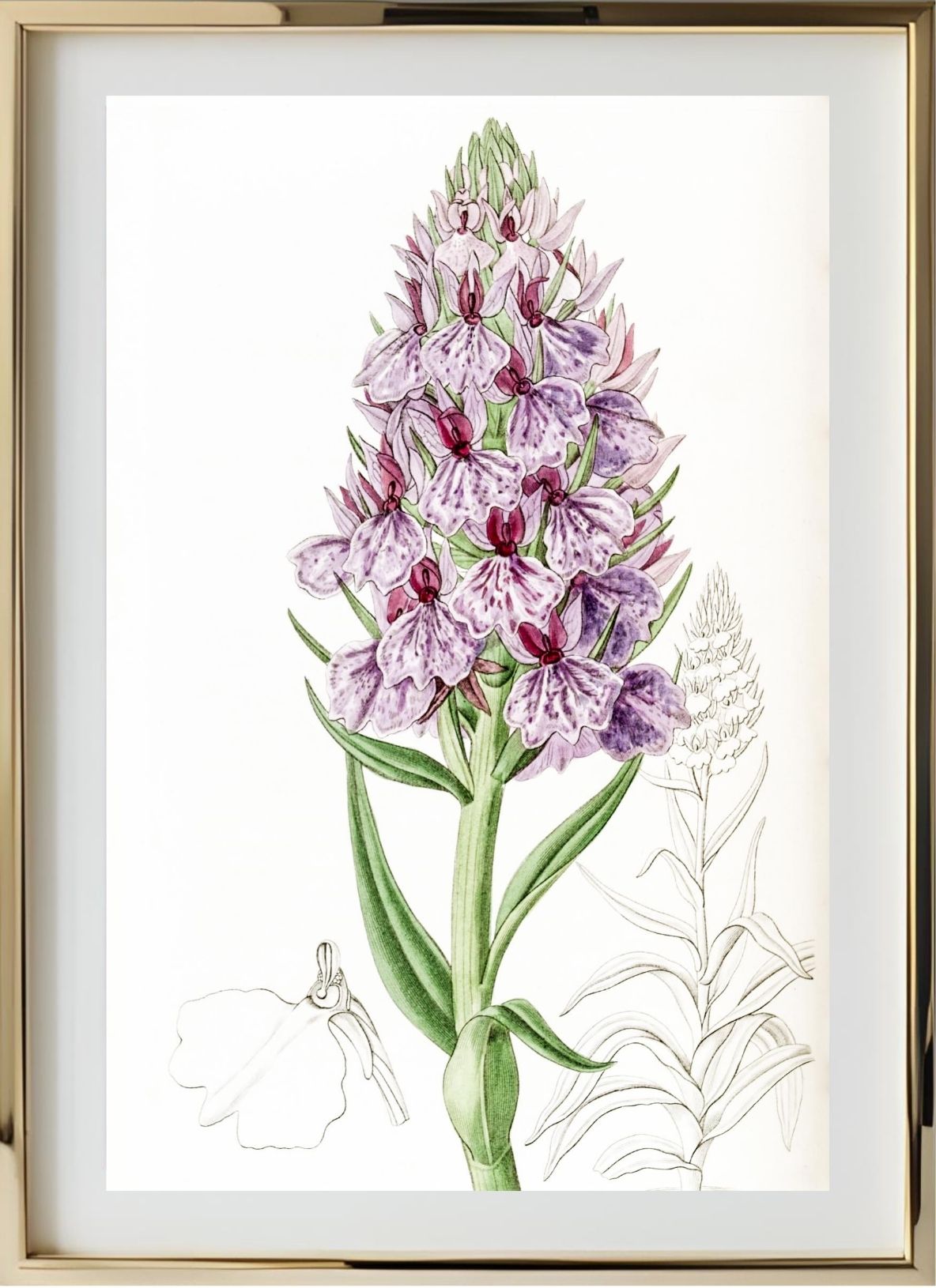 Leafy-Spiked Orchis