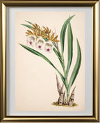 Galeandra Nivalis