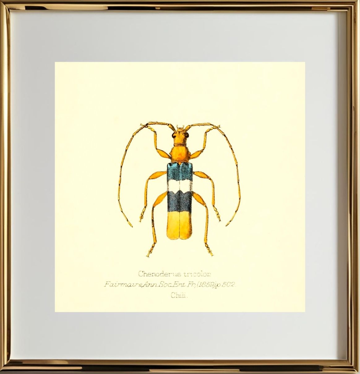 Chenoderus Tricolor