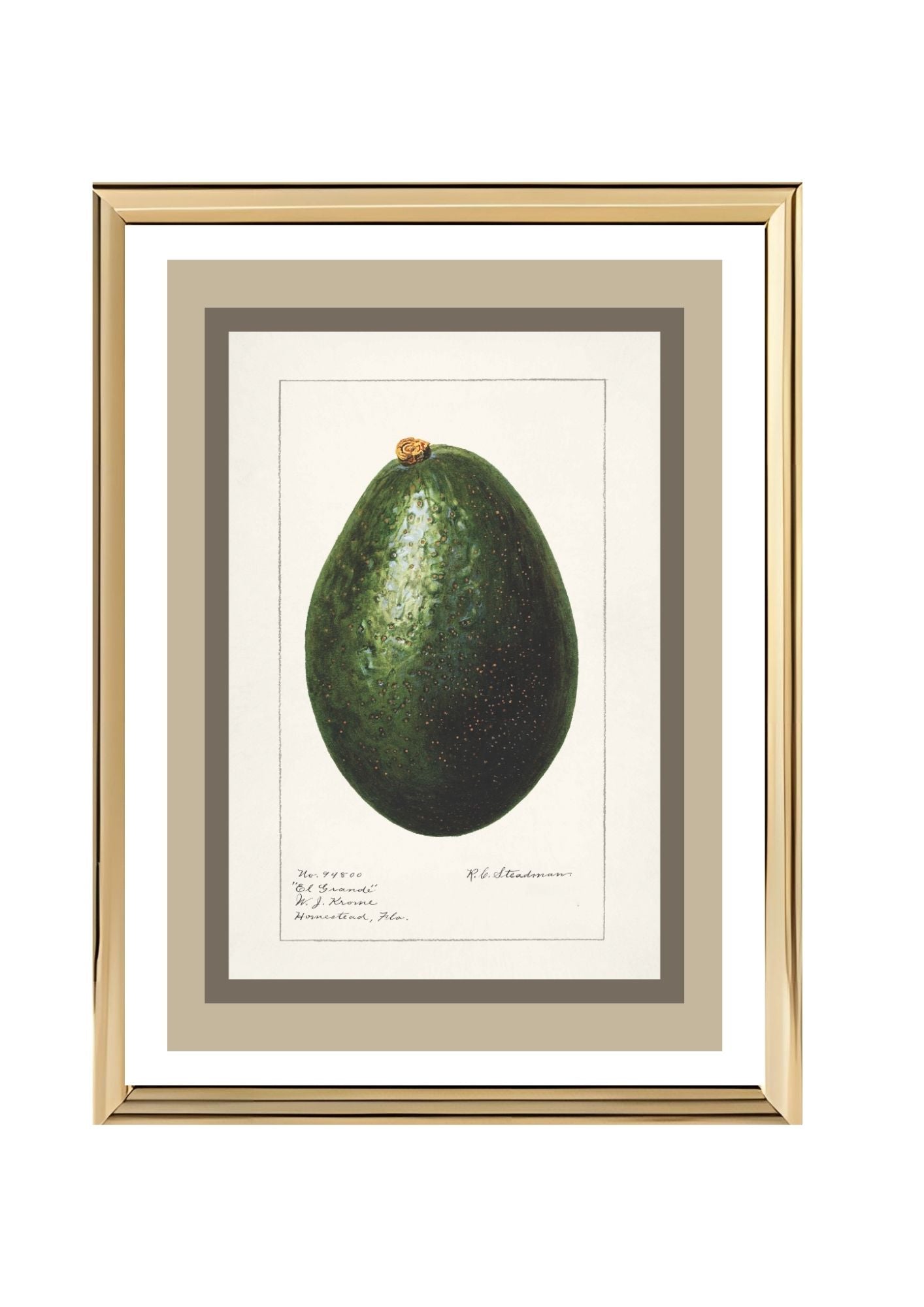 Avocado Persea