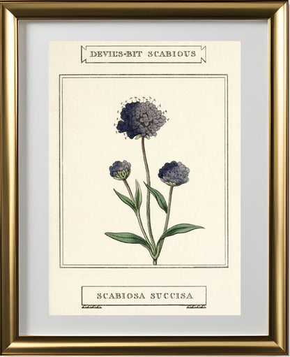 Devil's-Bit Scabious