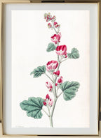 Mr. Munro's Mallow