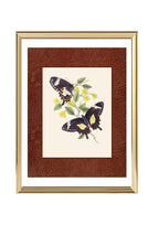 Papilio ilioneus