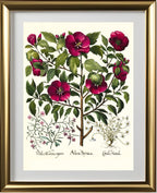 Rose of Sharon, Stinking chamomile, Malcolm stock 2