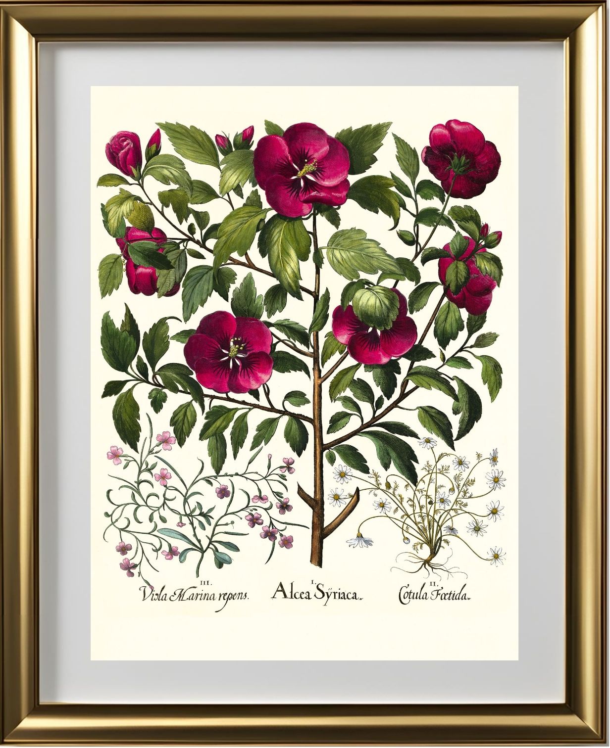 Rose of Sharon, Stinking chamomile, Malcolm stock 2