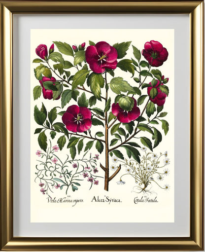 Rose of Sharon, Stinking chamomile, Malcolm stock 2