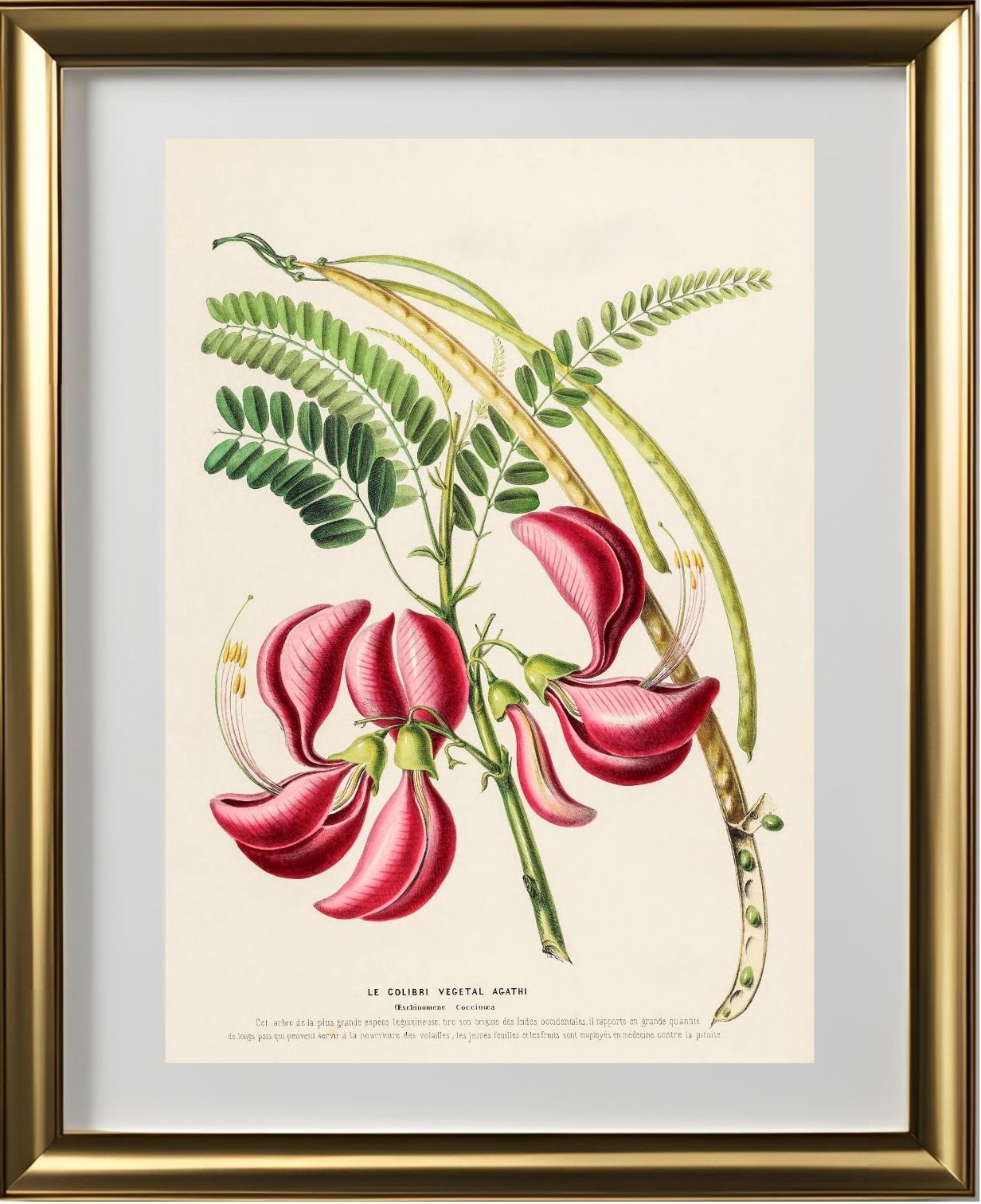Le Colibri Végétal Agathi