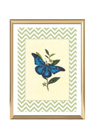 Papilio Menelaus