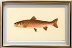 The Dolly Varden Trout (Adult Male) Salvelinus-Parkei