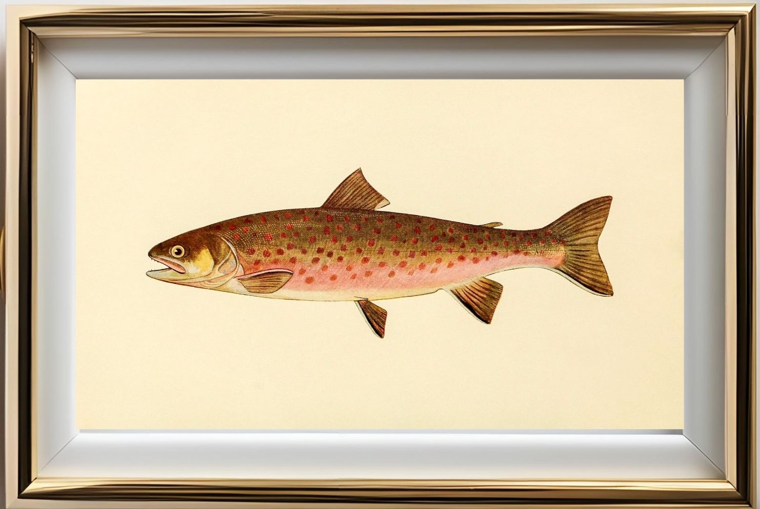 The Dolly Varden Trout (Adult Male) Salvelinus-Parkei