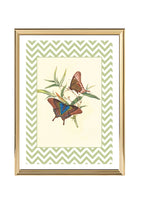Papilio Peranthus