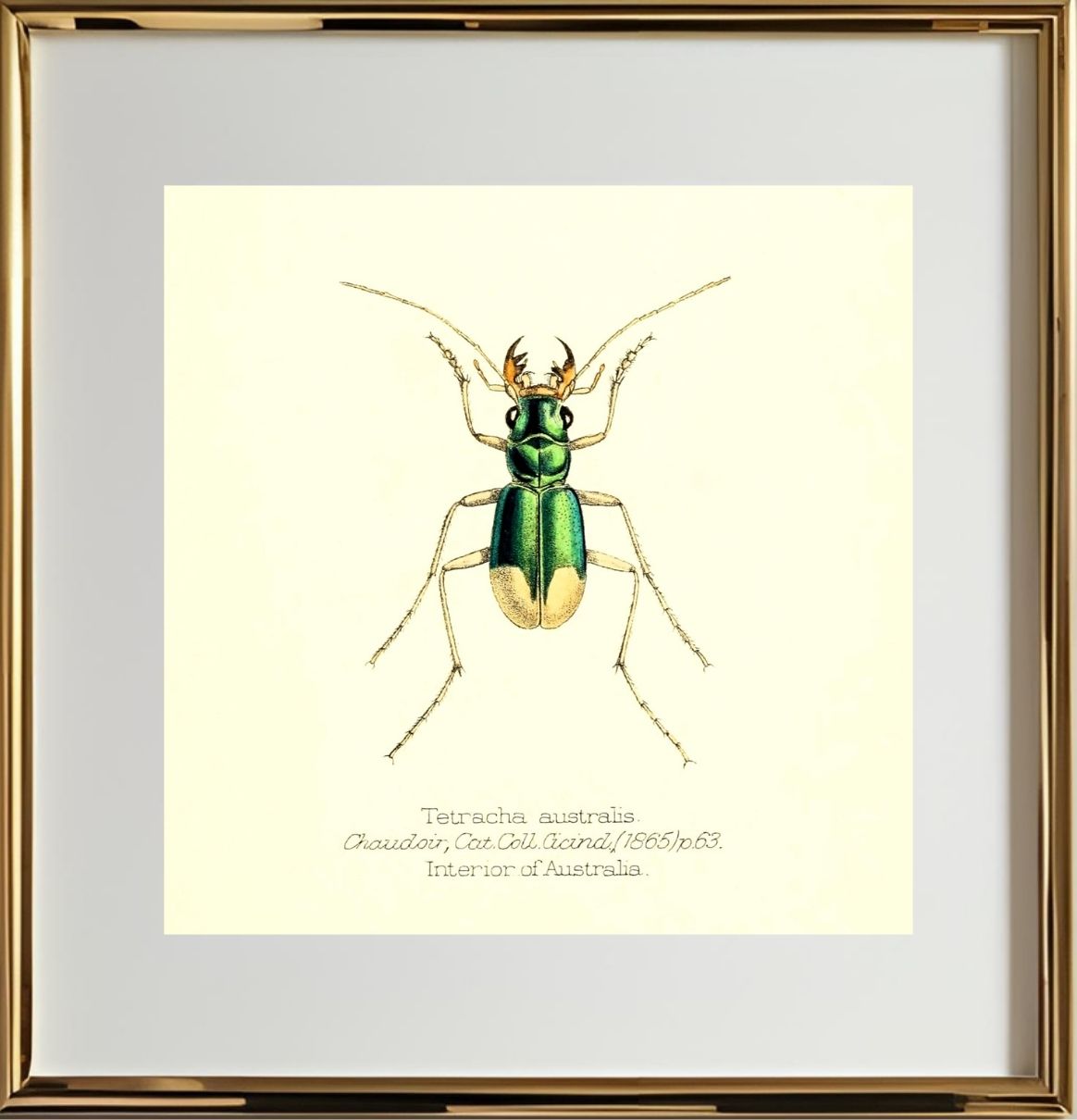 Tetracha Australis
