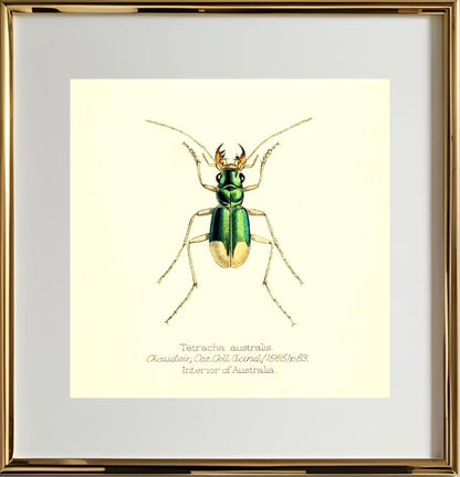 Tetracha Australis