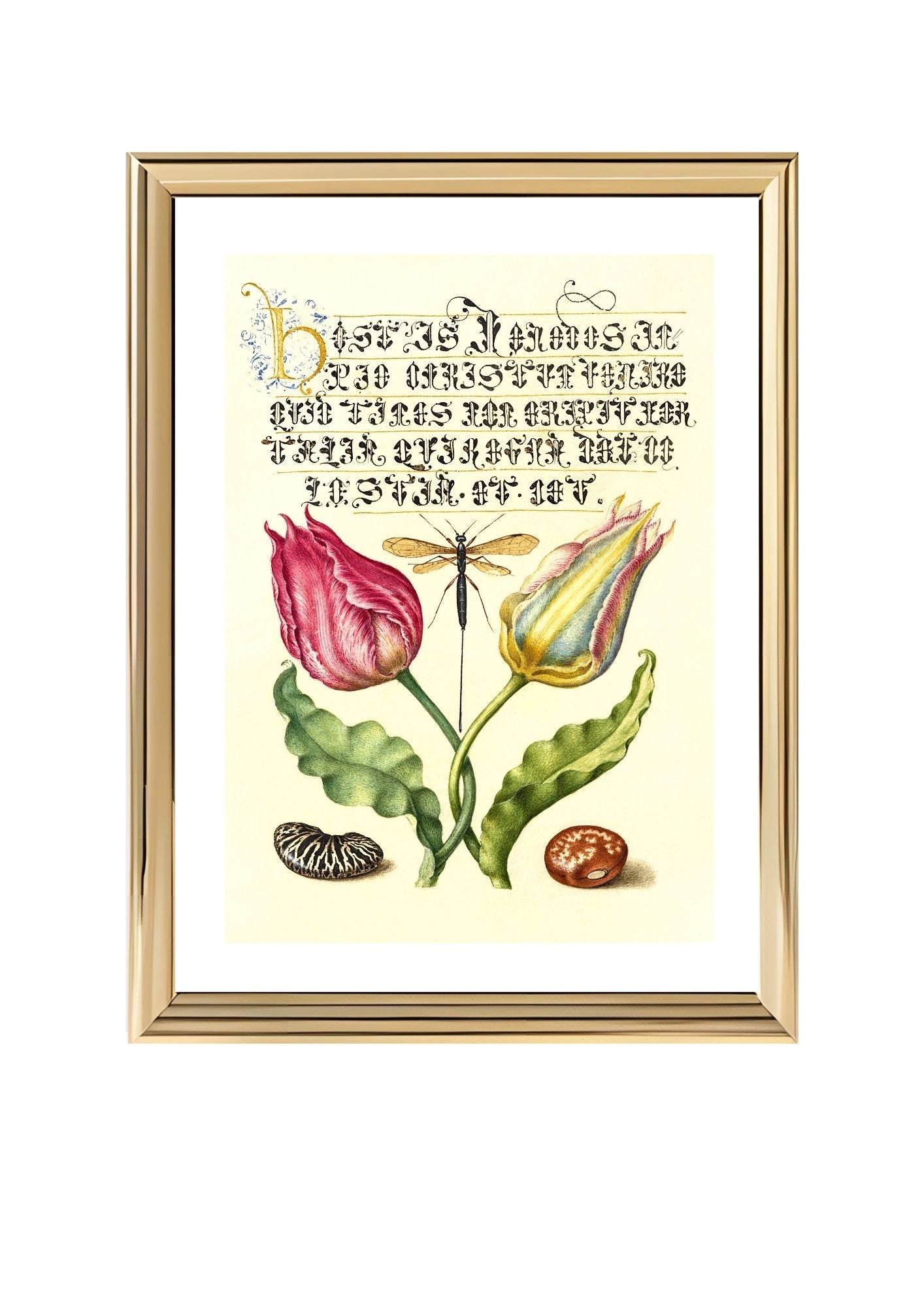 Gesner’sTulip, Ichneumon Fly, Kidney Bean, and Scarlet Runner Bean