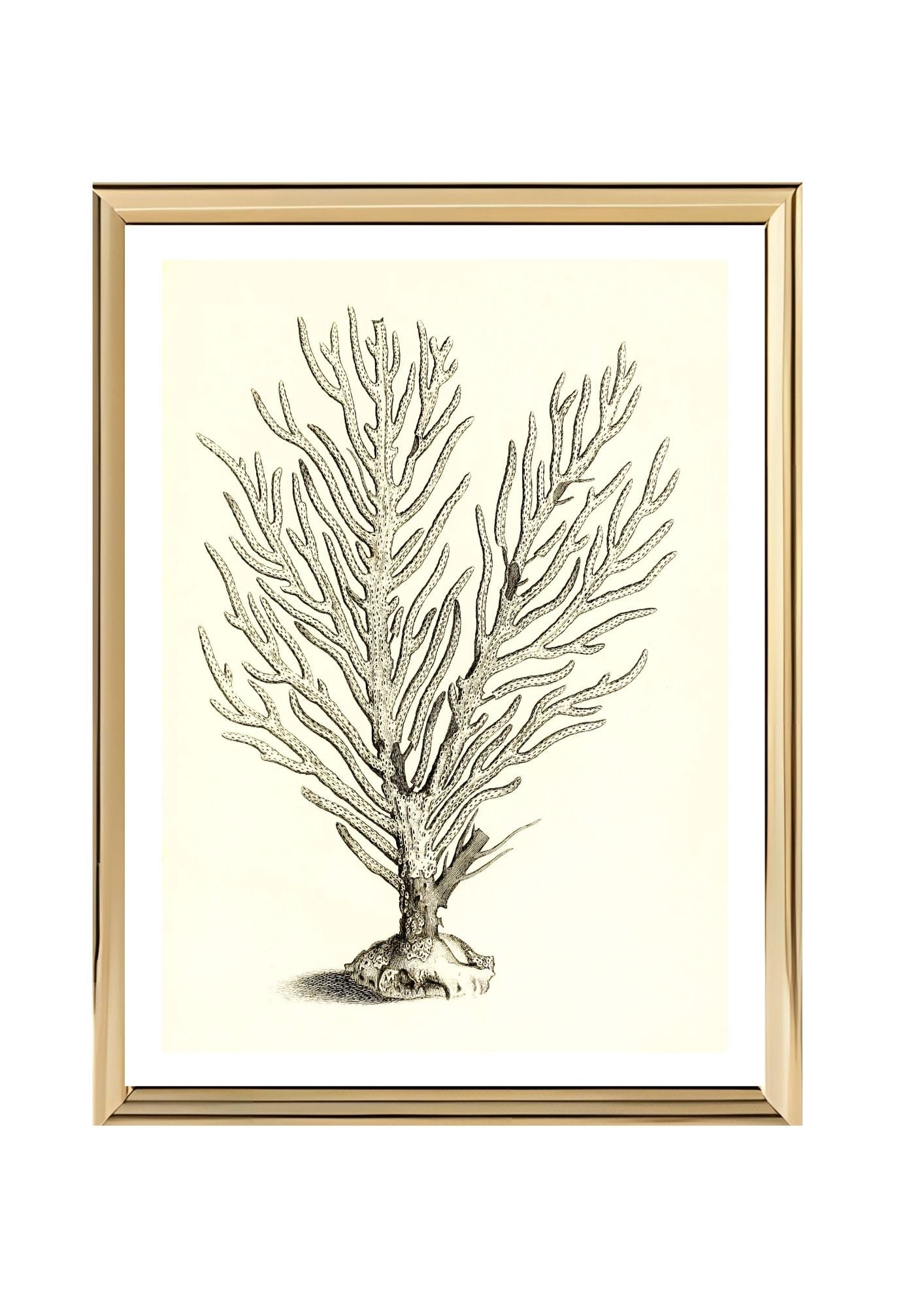 Gorgonia palma