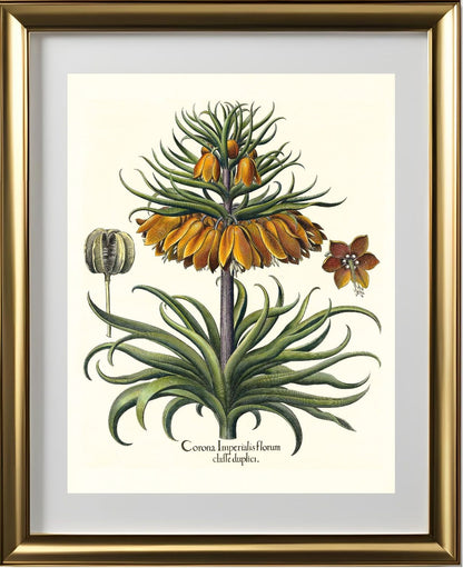 Two-tiered crown imperial fritillary with open flower