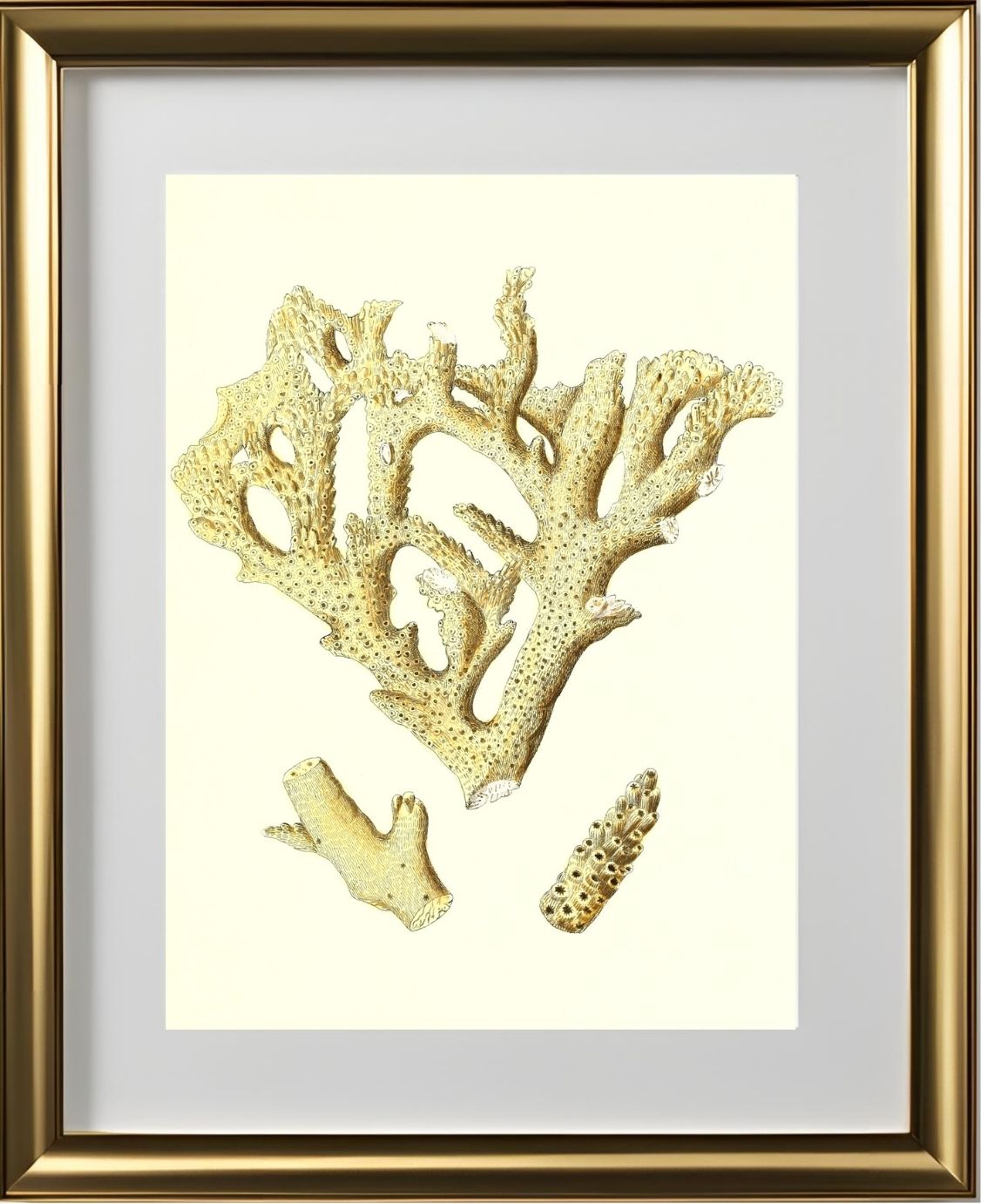 Madrepora muricata