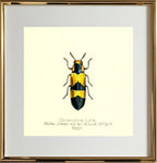 Chrysochroa Lordi