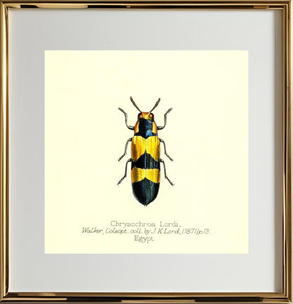 Chrysochroa Lordi