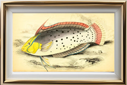 Painted Labrus