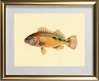Gerranus Tankervillae