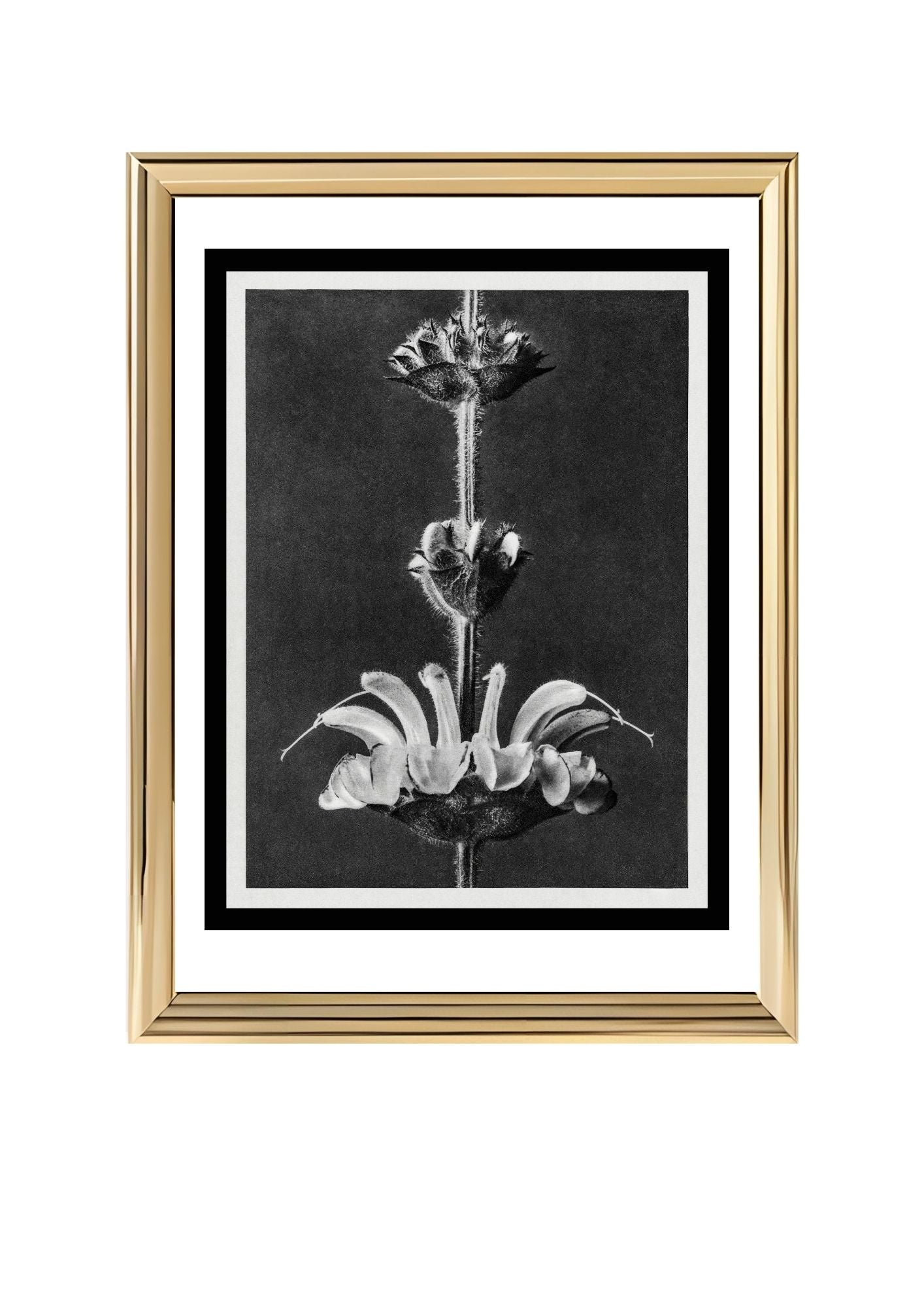 Salvia argentea (Silver Sage)