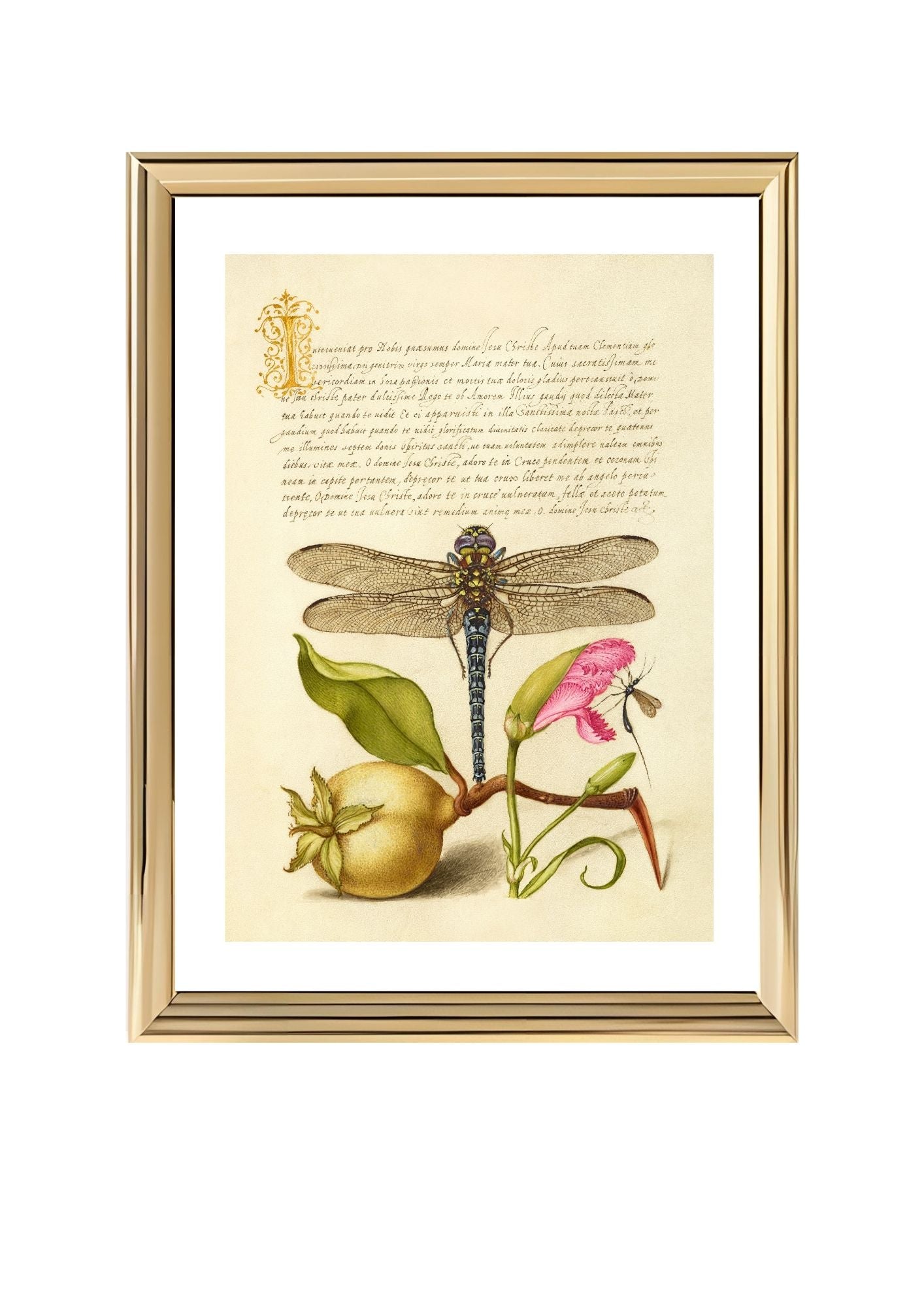 Dragonfly, Pear, Carnation, and Insect
