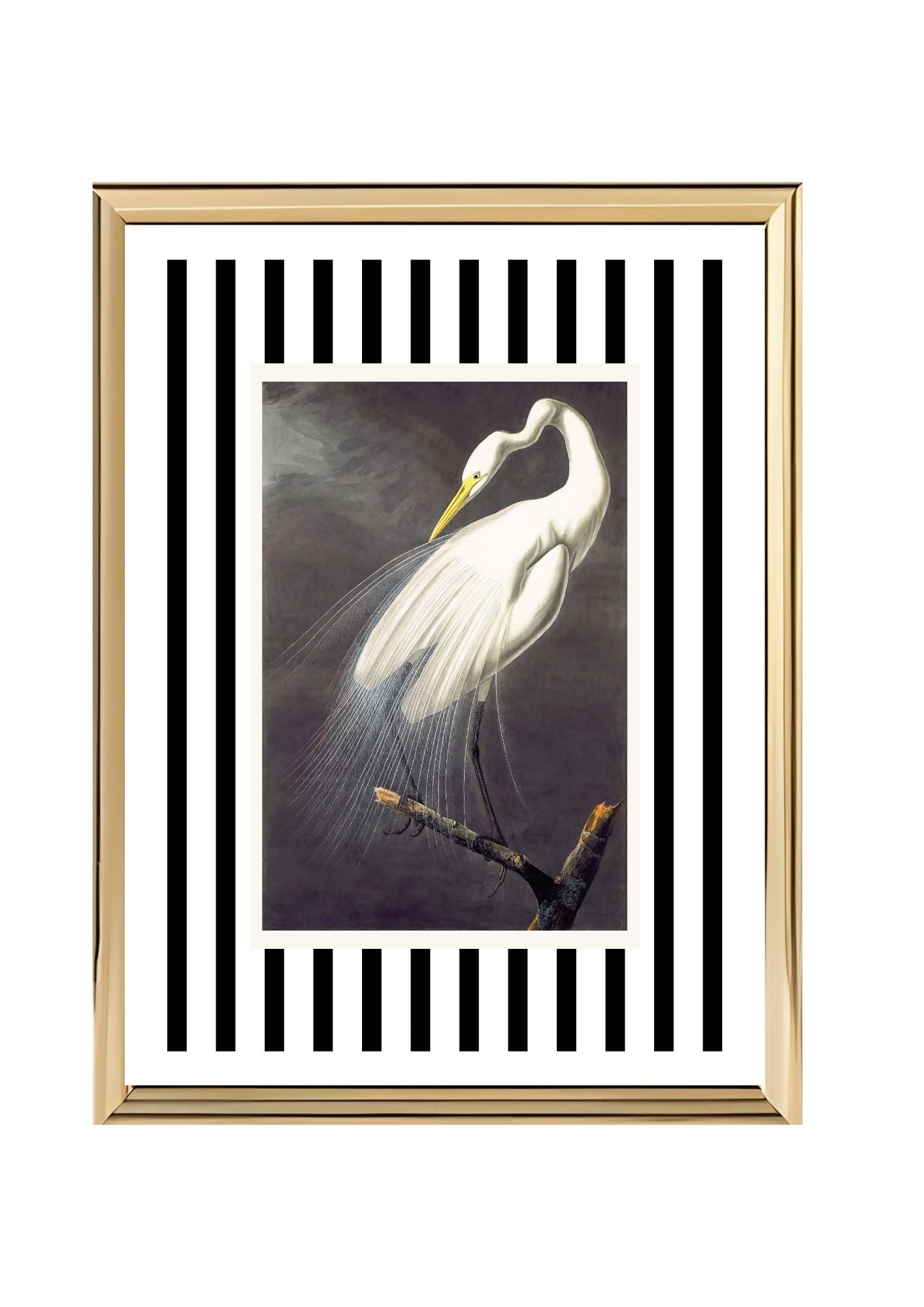 Great White Egret