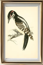 Hairy Woodpecker