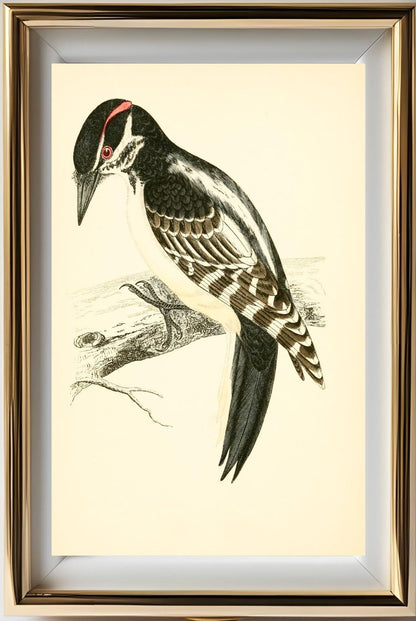 Hairy Woodpecker