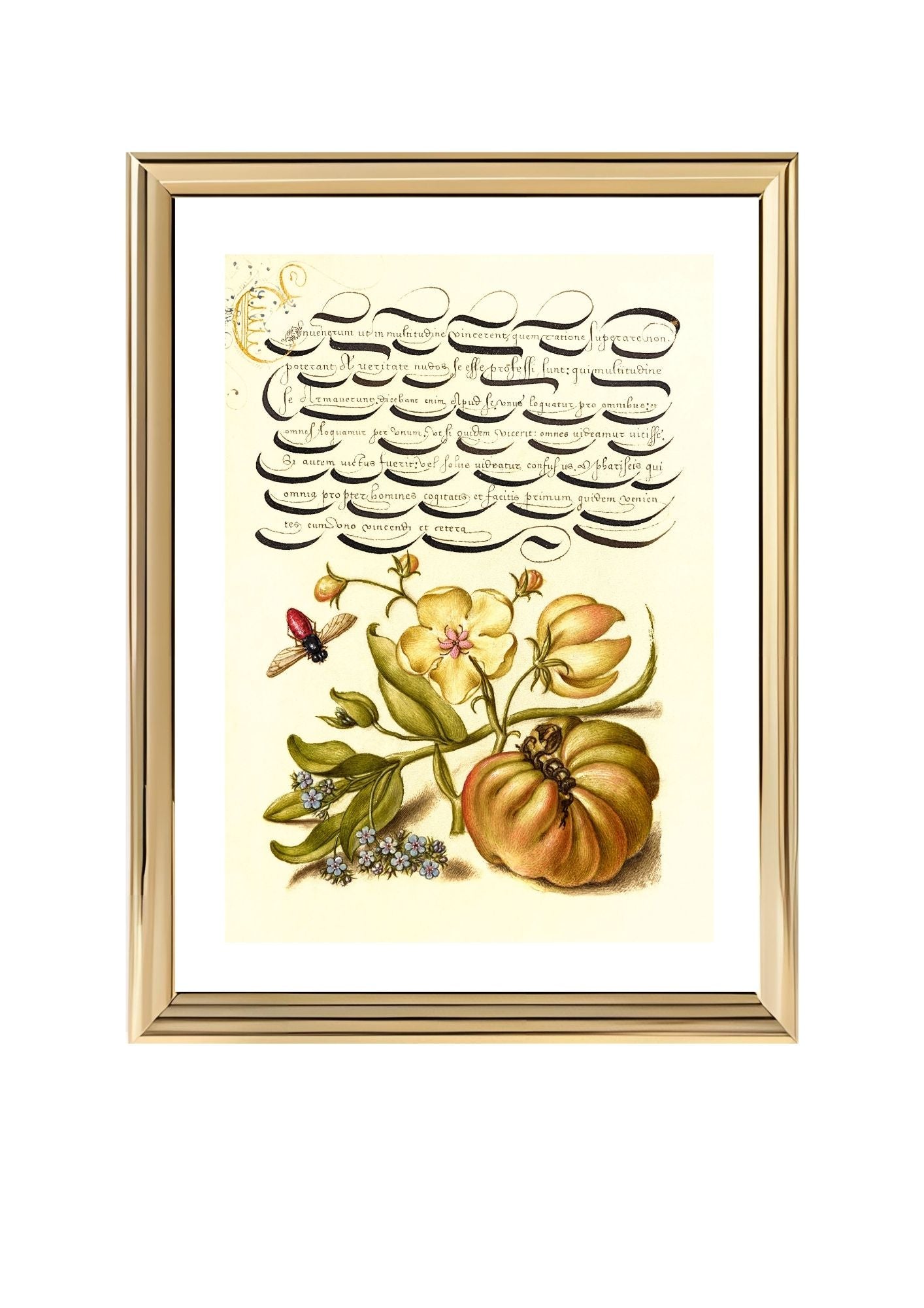 Insect, Moth Mullein, Forget-Me-Not, and Tomato