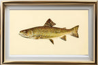 The Brook Trout (Adult Male) Salvelinus-Fontinalis (early spring coloration)