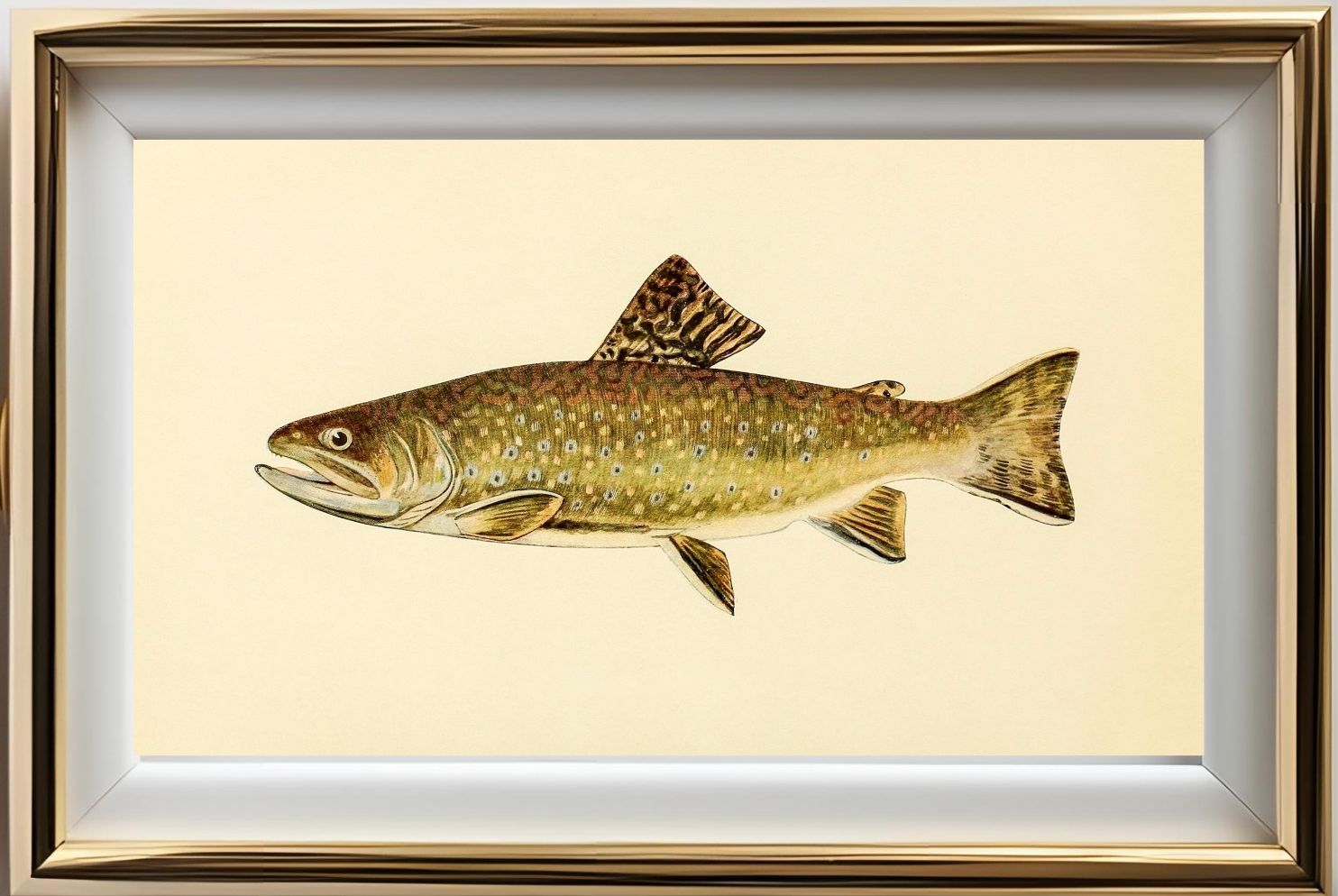 The Brook Trout (Adult Male) Salvelinus-Fontinalis (early spring coloration)