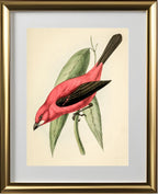 Crimson Tanager