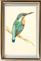 Kingfisher