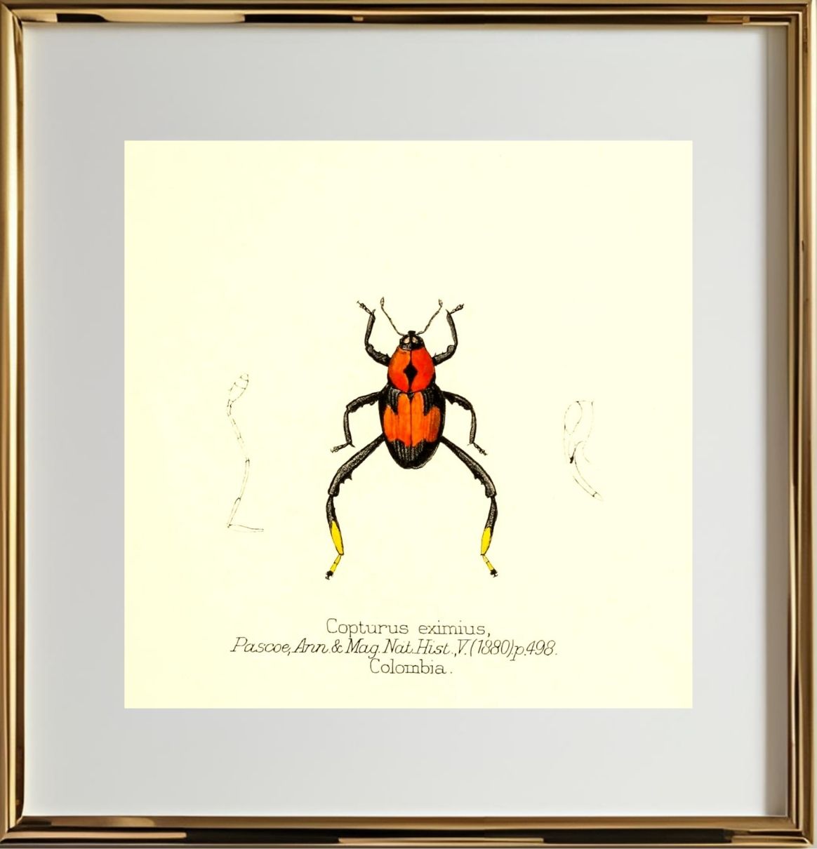 Copturus Eximius