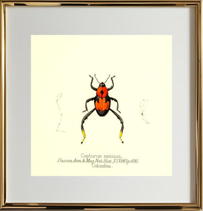 Copturus Eximius
