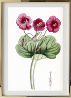 Bowie's Oxalis