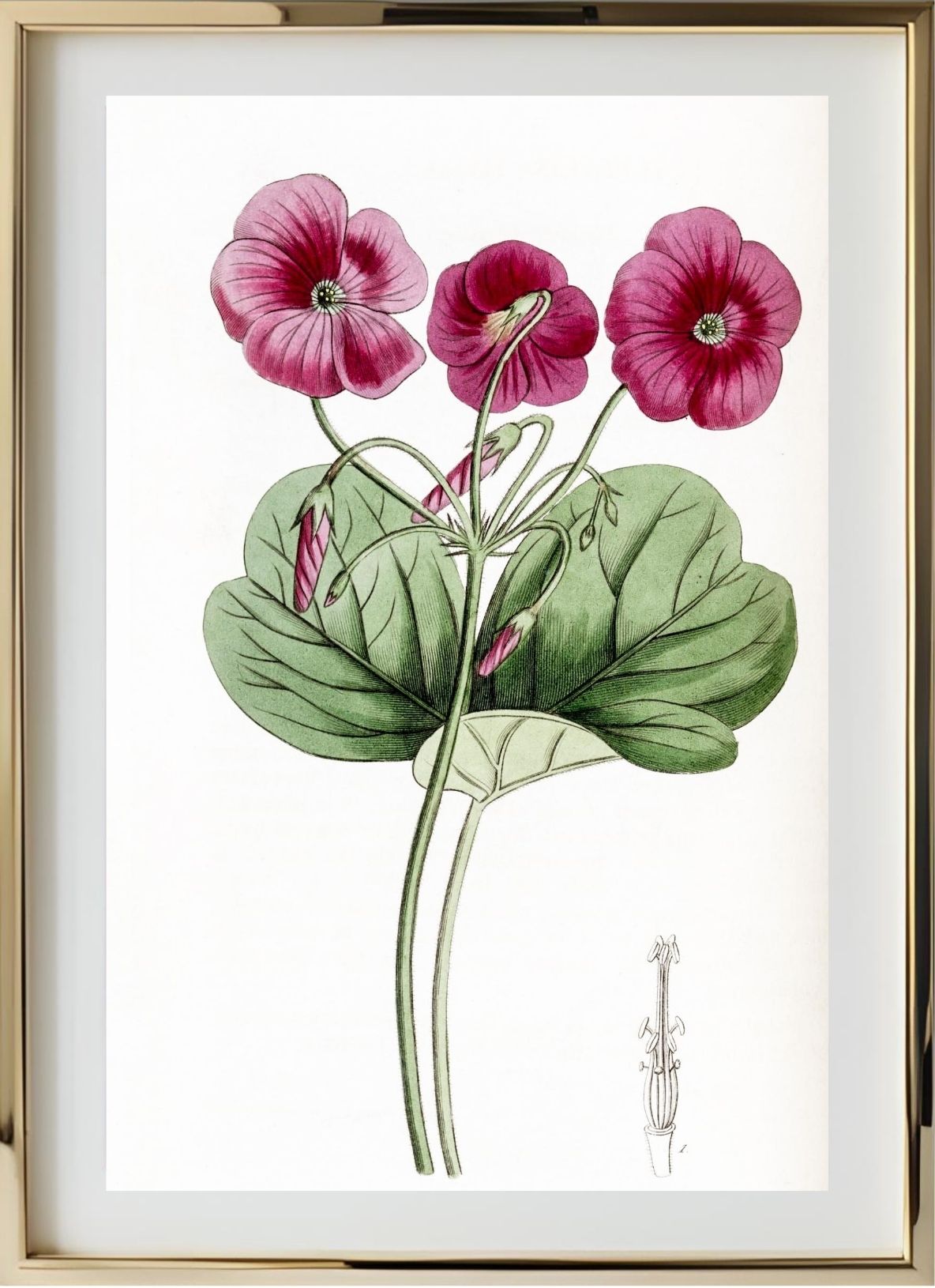 Bowie's Oxalis