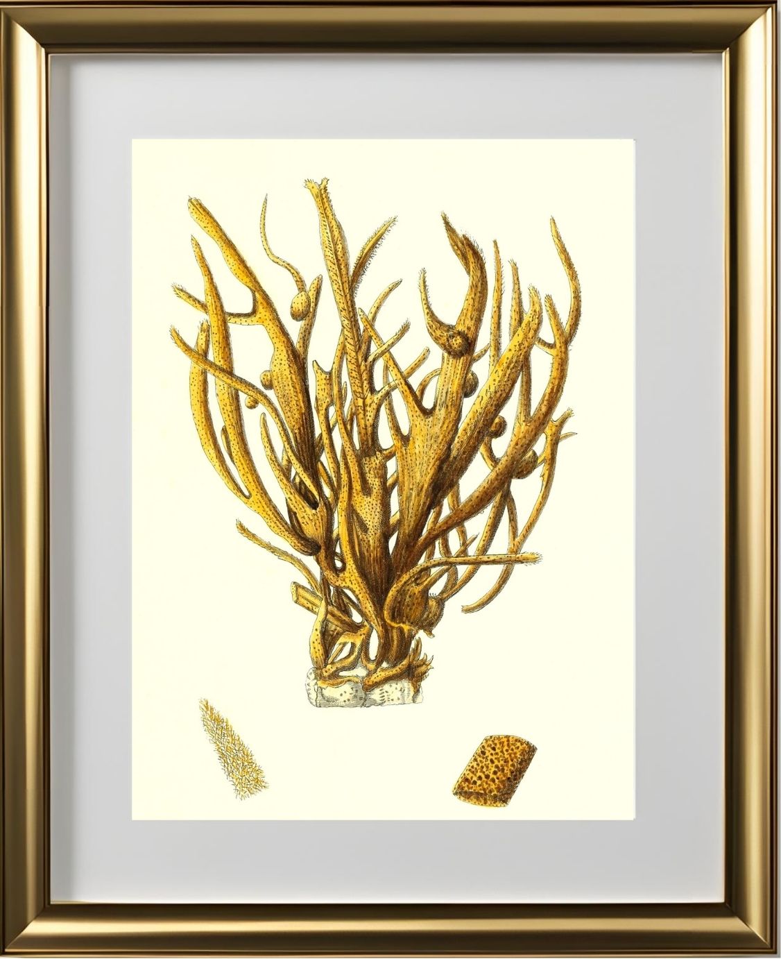 Spongia alcicornis