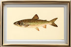 The Great Lake Trout (Adult Male) Christivomer-Namaycush