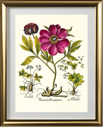 Corallina peony, Lady’s-mantle, Sanicle