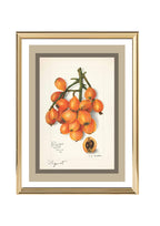 Loquats Eriobotrya Japonica